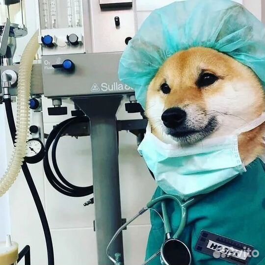 Ветеринарные услуги