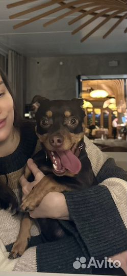 Той-терьер 1 год