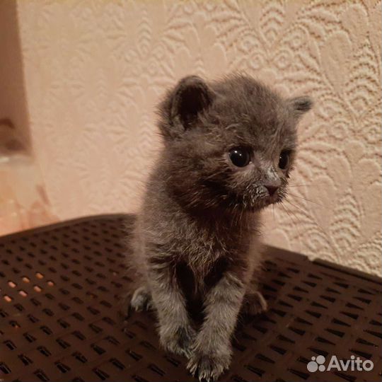 Британская кошка в дар