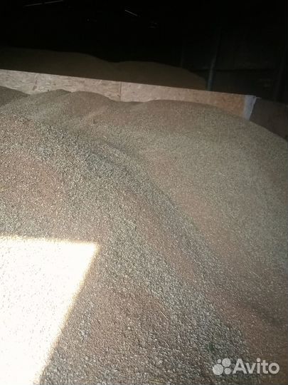 Пшеница яровая 2024 г