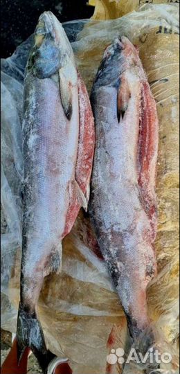 Рыба и Морепродукты