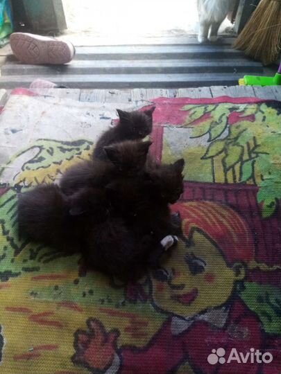 Отдам котят в добрые руки