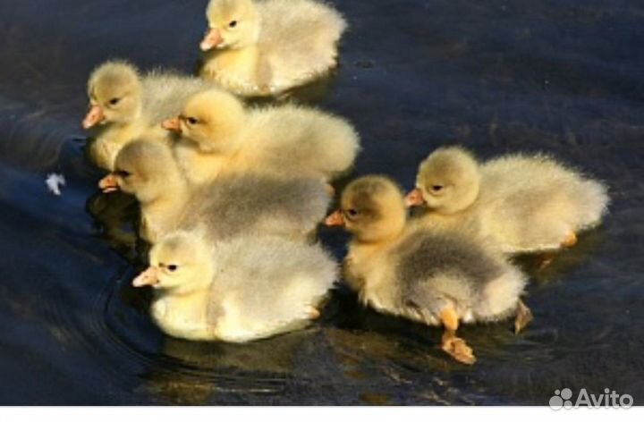Птица, гусята, утята, муларды в наличии и на заказ