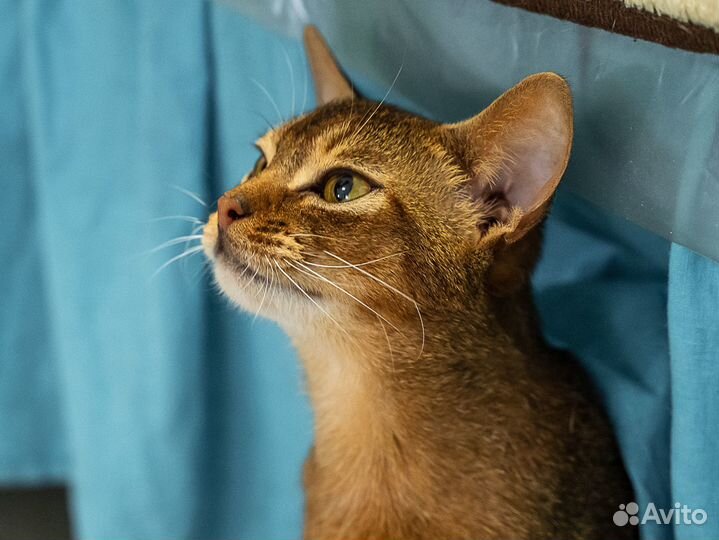 Молоденький абиссинец Жорик