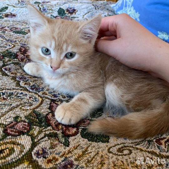 Котята в добрые руки бесплатно