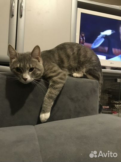Кот