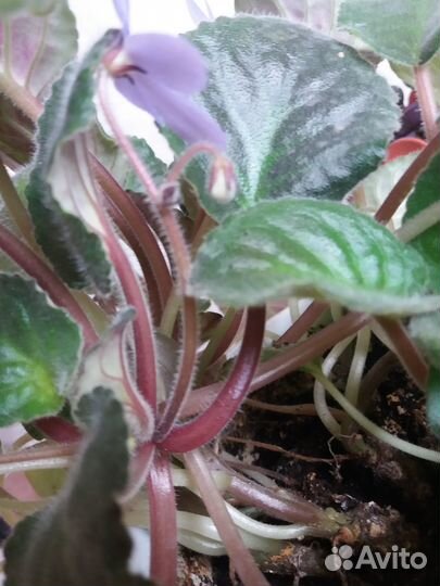 Фиалка фиолетовая многоярусн ус ярус этаж