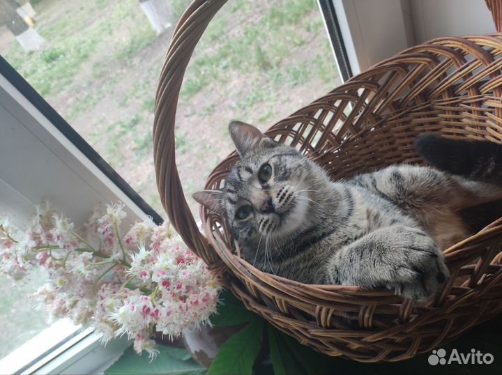 Котёнок-подросток