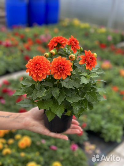 Низкорослые георгины, многолетник