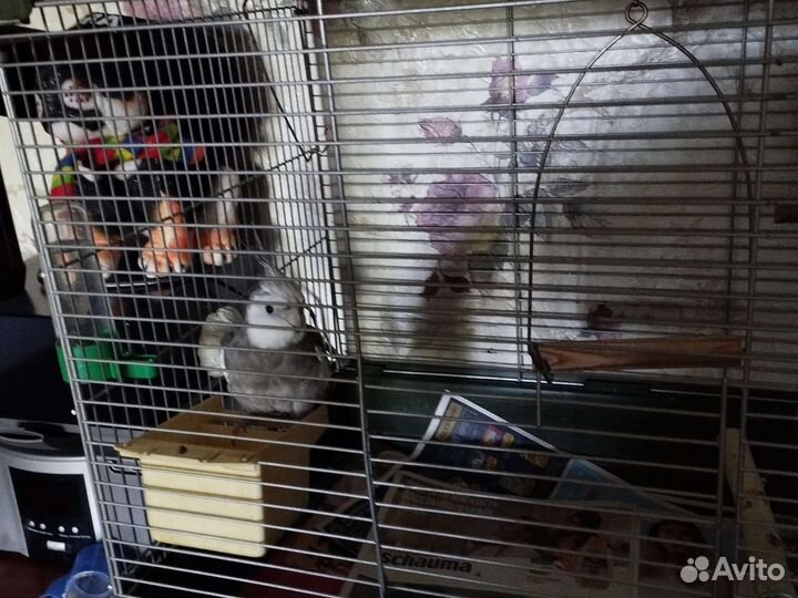 Попугай корелла с клеткой