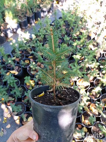 Ель голубая Глаука