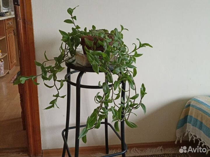 Традесканция