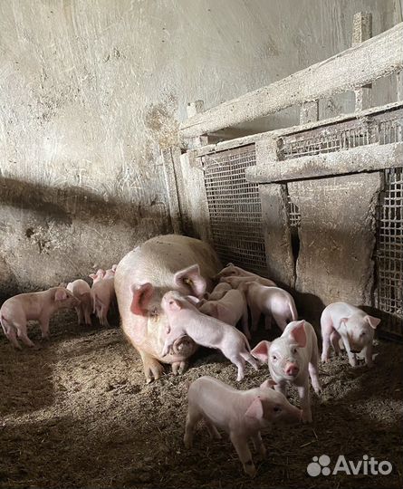 Поросята ландрас - дюрок