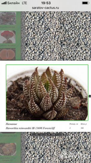 Хавортия Рейнвардта