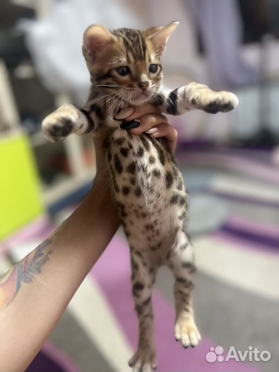 Котята бенгалы
