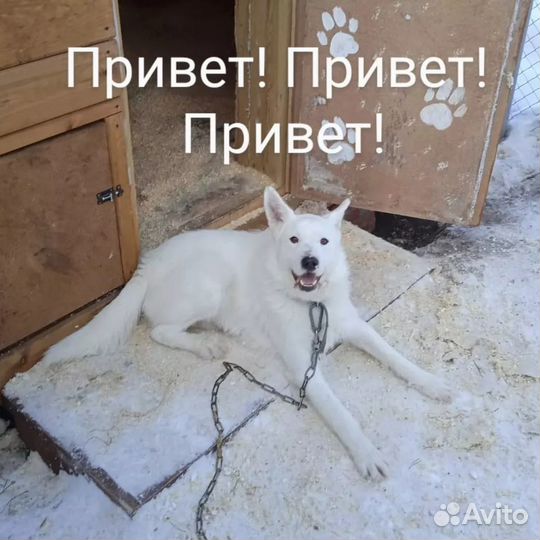 Пес в добрые руки