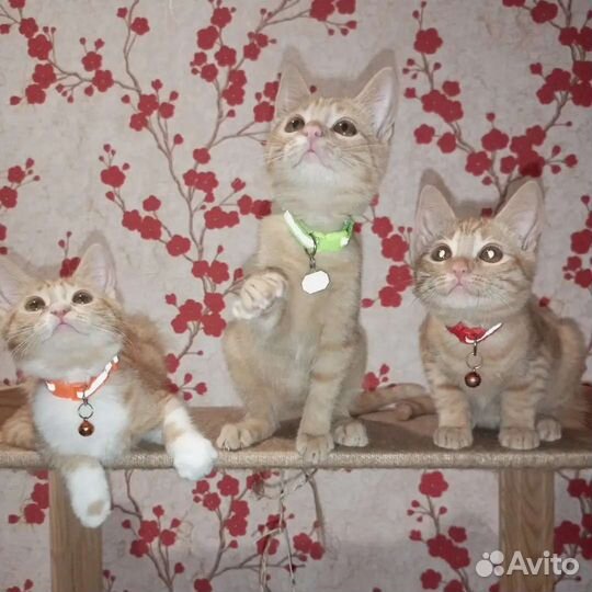 Передержка кошек
