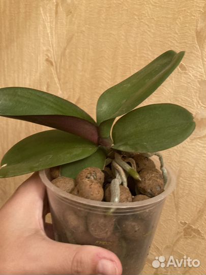 Продам орихидею