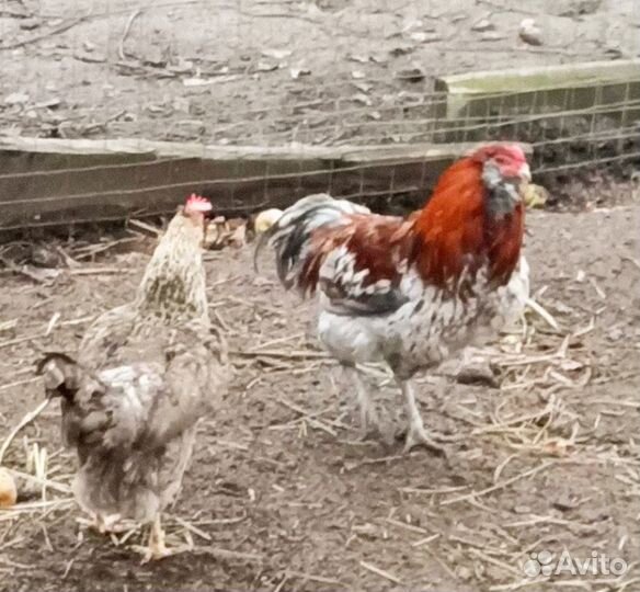 Петух амераукан,продажа или обмен
