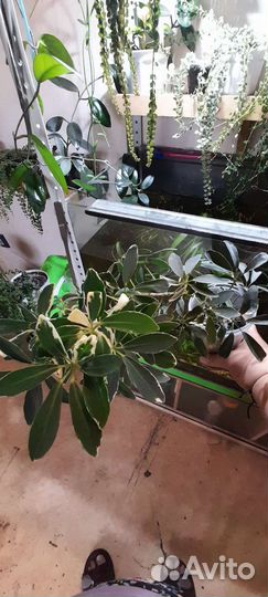 Дисхидия миллион сердец вариегата