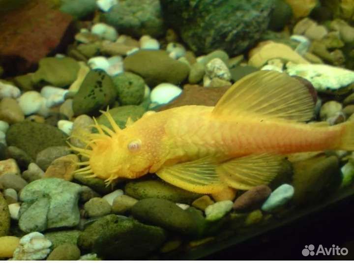 Анциструс золотой простой и вуалевый