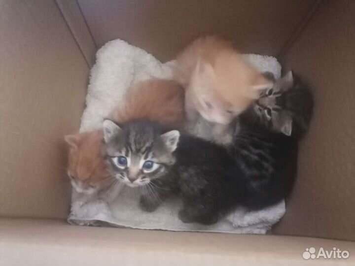 Котята в добрые руки