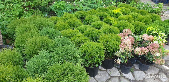 Туя Даника, Тини-тим