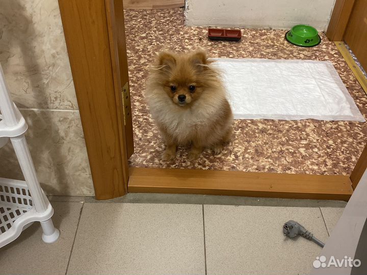 Померанский шпиц мини девочка