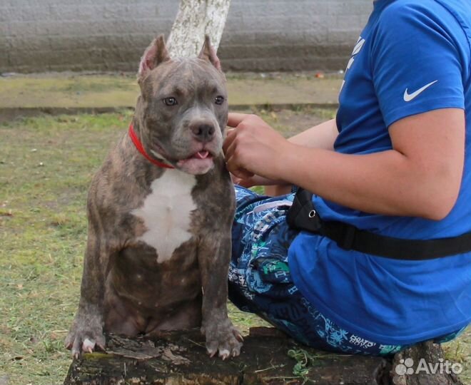 Американский Булли