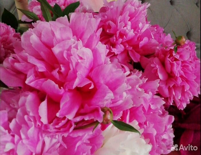 Пион розовый