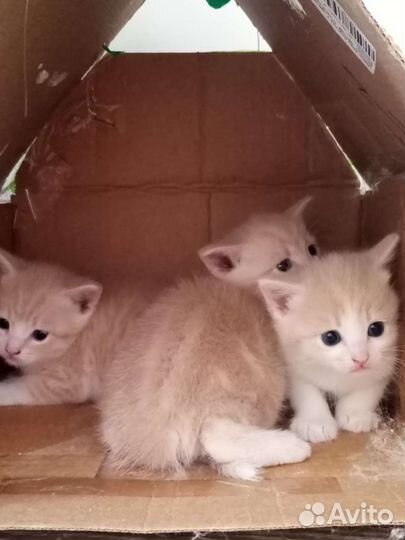 Кошки в добрые руки бесплатно