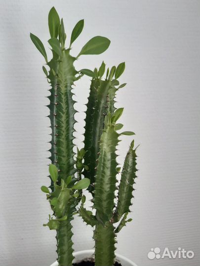 Кактус молочай