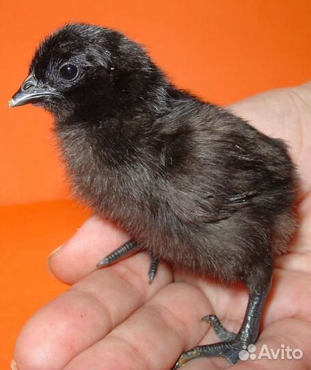 Цыплята Ухейилюй