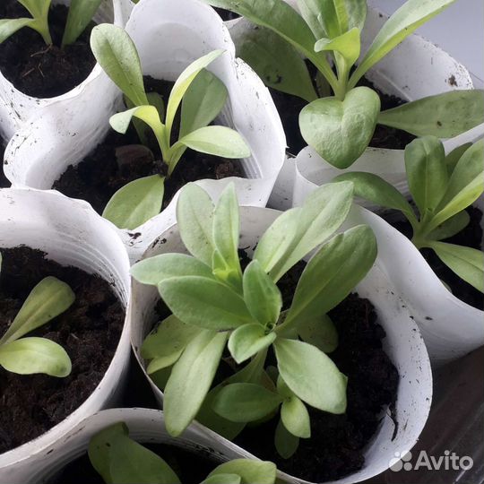 Цветочная рассада