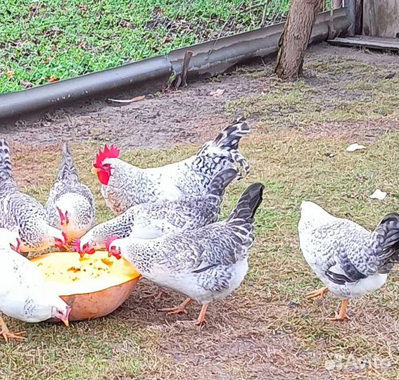 Борковская барвистая инкубационное яйцо