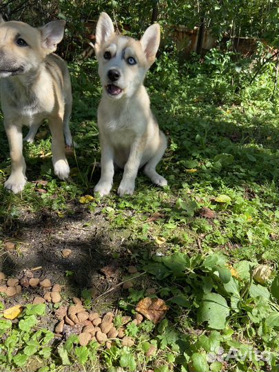 Отдам в добрые руки щенков