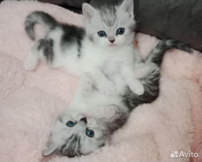 Котята
