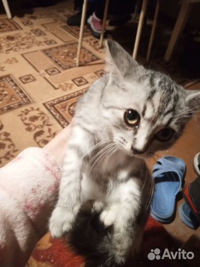 Котенок в добрые руки