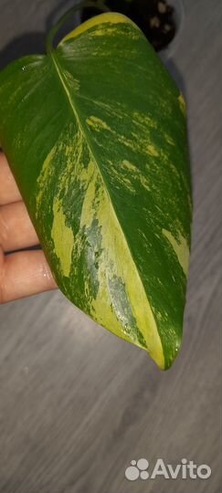 Монстера вариегатная желтая