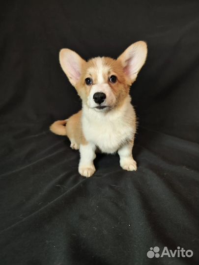 Вельш-корги пемброк