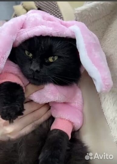 Кошка стерилизованная