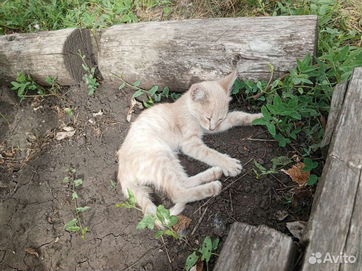 Котёнок вроде девочка