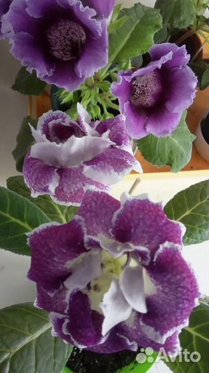 Глоксиния цветущая