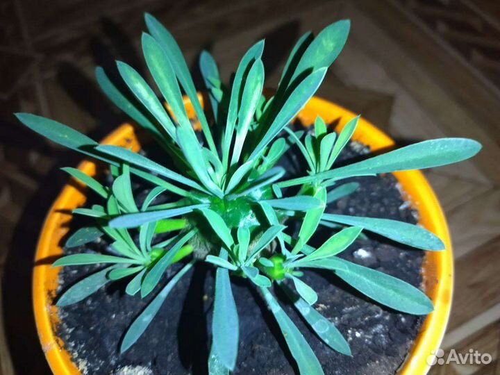 Эуфорбия juglans