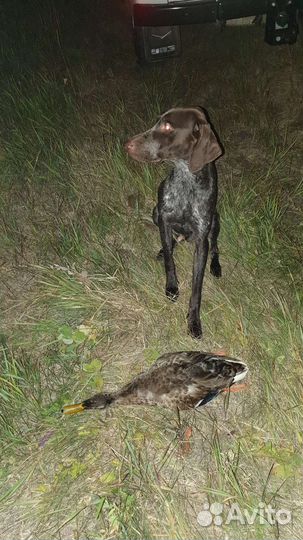 Курцхаар вязка