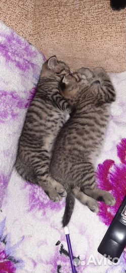 Кот вязка