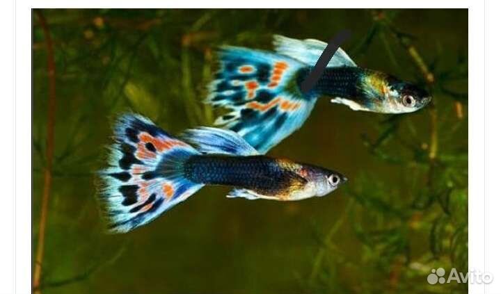 Рыба гуппи (мальки)