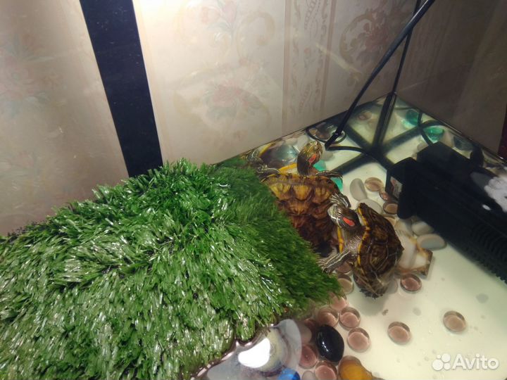 Большой аквариум, террариум для черепах 112 литров