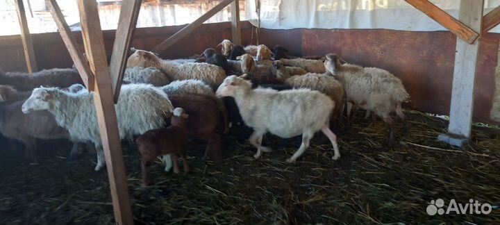 Курдючные бараны овцы и обычный