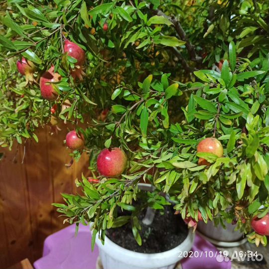 Комнатные растения